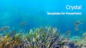  Presentation with fishes - Audience pleasing PPT theme consisting of underwater image of tropical fishes backdrop and a light gray colored foreground