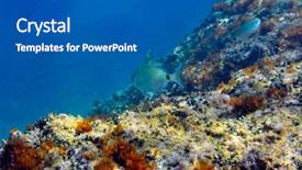  Presentation with fishes - Amazing theme having underwater image of tropical fishes backdrop and a  colored foreground