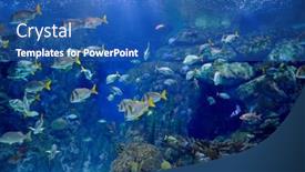  Presentation with fishes - 