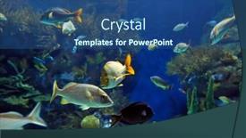  Presentation with fishes - 