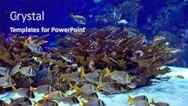  Presentation with fishes - 