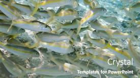  Presentation with fishes - 