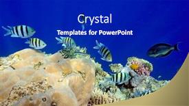  Presentation with fishes - Slides enhanced with underwater image of tropical fishes background and a dark gray colored foreground