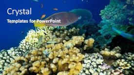  Presentation with fishes - 