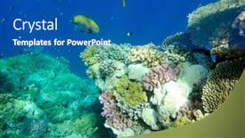  Presentation with fishes - 