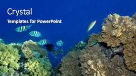  Presentation with fishes - Cool new presentation theme with underwater image of tropical fishes backdrop and a dark gray colored foreground