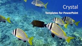  Presentation with fishes - 