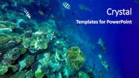  Presentation with fishes - Cool new PPT layouts with underwater image of tropical fishes backdrop and a navy blue colored foreground