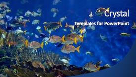  Presentation with tuna fish underwater in ocean - Beautiful presentation theme featuring underwater image of tropical fishes backdrop and a navy blue colored foreground