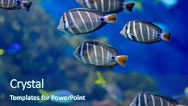  Presentation with fishes - Slide deck having underwater image of tropical fishes background and a ocean colored foreground