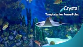  Presentation with fishes - Slide deck consisting of underwater image of tropical fishes background and a ocean colored foreground