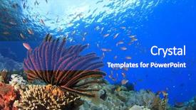  Presentation with fish ocean - PPT layouts having underwater in clear blue ocean background and a cobalt blue colored foreground
