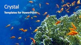  Presentation with sea coral - Slide deck with underwater landscape with coral snd background and a ocean colored foreground