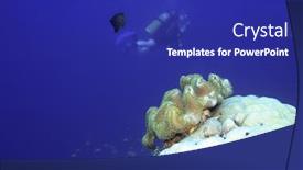  Presentation with fish ocean - PPT theme consisting of underwater-landscape-with-fish-coral background and a royal blue colored foreground