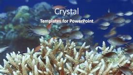  Presentation with fishes - 