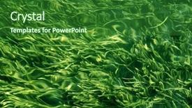  Presentation with water life - Cool new presentation theme with underwater life - water plants background backdrop and a forest green colored foreground