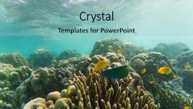  Presentation with marine life - PPT theme enhanced with underwater marine life on coral background and a light blue colored foreground