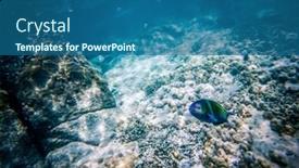  Presentation with marine life - Presentation design having underwater-marine-life-on-coral background and a ocean colored foreground