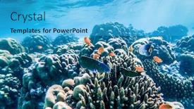  Presentation with marine life - Presentation theme with underwater-marine-life-on-coral background and a cyan colored foreground