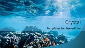  Presentation with marine life - Presentation theme consisting of underwater-marine-life-on-coral background and a light blue colored foreground