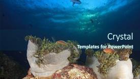  Presentation with coral reef - Cool new presentation with underwater-ocean-coral-reef-anemones backdrop and a ocean colored foreground