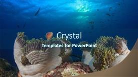  Presentation with coral reef - Presentation theme having underwater-ocean-coral-reef-anemones background and a ocean colored foreground