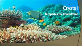  Presentation with sea coral - Amazing PPT theme having underwater panorama with coral backdrop and a teal colored foreground