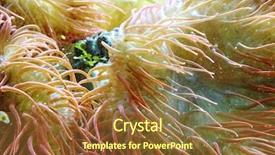  Presentation with paradise - Theme with underwater paradise - macro shot background and a tawny brown colored foreground