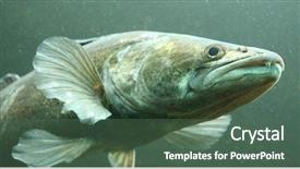  Presentation with lake fish - Beautiful presentation theme featuring marinelife - underwater photo big zander backdrop and a ocean colored foreground