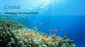  Presentation with tropical reef fish - Slide deck featuring underwater photo of coral reef background and a light blue colored foreground