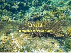 Underwater Photo Of Coral Reef PPT template 60 | CrystalGraphics