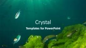  Presentation with green algae - Cool new slide deck with underwater-photo-of-green-algae backdrop and a ocean colored foreground