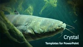  Presentation with catfish - Slide set with fishing cat - underwater photo of the catfish background and a forest green colored foreground