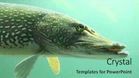  Presentation with unmanned underwater vehicles - PPT layouts featuring underwater photo of a big pike esox lucius close up with shallow dof background and a seafoam green colored foreground