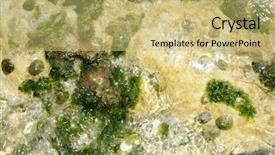  Presentation with green seaweed - Beautiful presentation featuring underwater plants - algae from mediterranean green seaweed backdrop and a yellow colored foreground