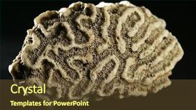  Presentation with coral - Audience pleasing slides consisting of underwater plants - brain coral stone macro detail backdrop and a tawny brown colored foreground