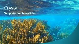  Presentation with mayan - Audience pleasing presentation theme consisting of underwater plants - mayan riviera soft gorgonian reef backdrop and a  colored foreground