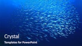  Presentation with sardines - Beautiful PPT layouts featuring underwater sardines on blue water backdrop and a navy blue colored foreground