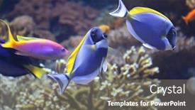  Presentation with coral - Slide deck having underwater scene coral fish blue tang family of surgeonfishes background and a gray colored foreground