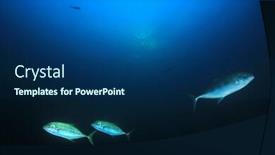 Presentation with fish ocean - Slides enhanced with underwater-scene-of-trevally-fish background and a navy blue colored foreground