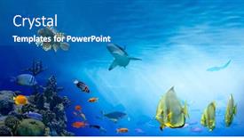  Presentation with sea coral - Beautiful presentation featuring underwater-sea-world-life backdrop and a teal colored foreground