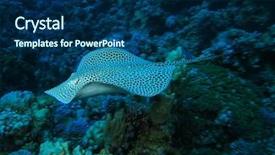  Presentation with shark - Audience pleasing PPT theme consisting of underwater shark - darkspotted stingray himantura uarnak backdrop and a navy blue colored foreground