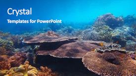  Presentation with reef octopus underwater - Amazing presentation theme having underwater shoot of vivid coral backdrop and a gray colored foreground