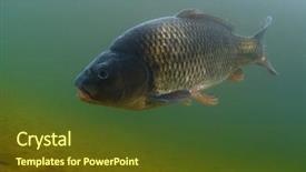  Presentation with fish pond - PPT theme having underwater-shot-of-the-fish background and a tawny brown colored foreground