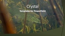  Presentation with underwater - Cool new theme with underwater shot of the northern pike fish esox lucius hiding in the reed backdrop and a dark gray colored foreground