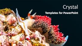  Presentation with snail - Amazing theme having underwater-snail-called-hilton-s backdrop and a black colored foreground