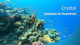  Presentation with tropical reef fish - Theme having underwater-tropical-corals-reef background and a teal colored foreground