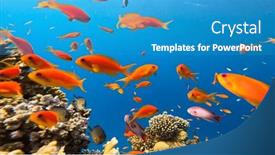  Presentation with tropical reef fish - PPT layouts enhanced with underwater-tropical-corals-reef background and a teal colored foreground