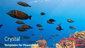  Presentation with tropical reef fish - Presentation theme featuring underwater-tropical-corals-reef background and a ocean colored foreground