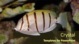  Presentation with underwater - Presentation design consisting of underwater-view-of-a-convict background and a tawny brown colored foreground